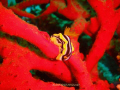 Nudibranch. Camera Sony DSC-T30 